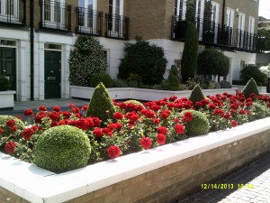 Summer Geraniums to add colour 